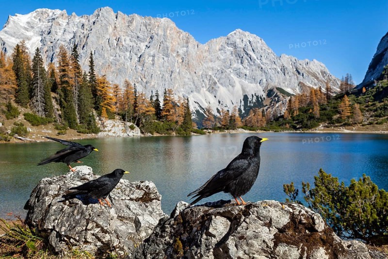 Alpine choughs (Pyrrhocorax graculus), at Lake Seebensee with Zugspitze and Wetterstein mountains, Alps, Tyrol, Austria