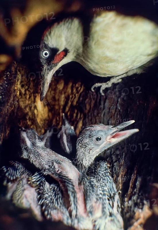 Green woodpecker (Picus viridis), male with young in breeding den, Germany