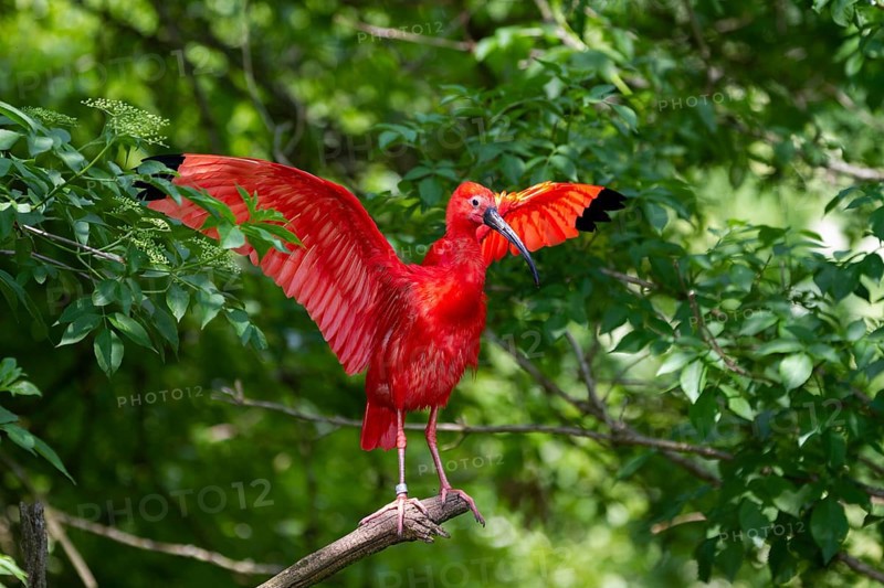 Scarlet Ibis (Eudocimus ruber), with spread wings, South America, Zoo, captive / Scarlet Ibis (Eudocimus ruber), captive