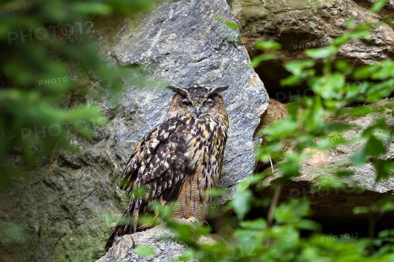 Eurasian Eagle-owl winking (Bubo bubo), Bavarian Forest National Park, Bavaria, Germany, captive