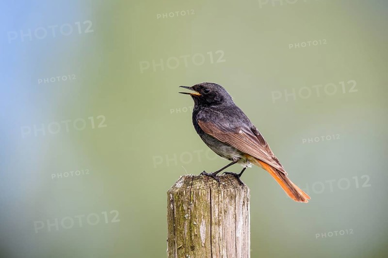 Black redstart (Phoenicurus ochruros), male sitting on a fence post, Upper Bavaria, Germany