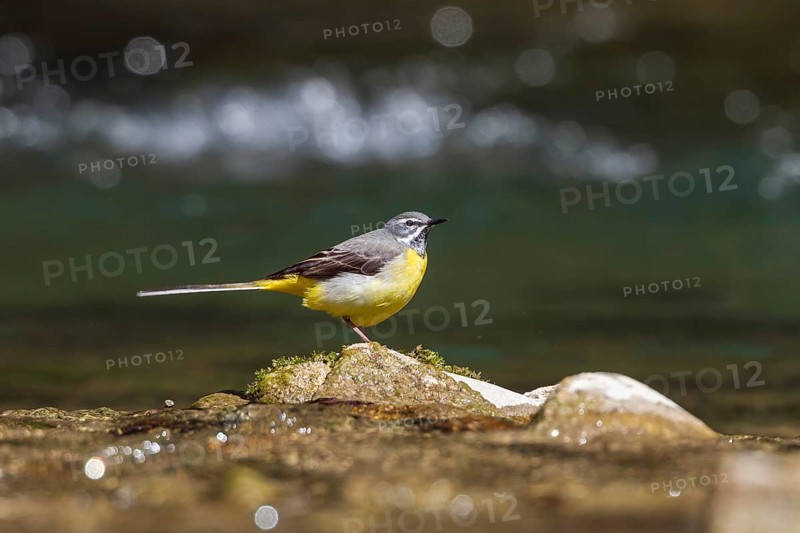 Grey wagtail (Motacilla cinerea), male sitting on a stone in a mountain stream, Upper Bavaria, Germany