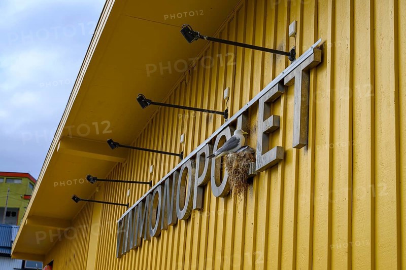 Yellow building of the Norwegian state wine monopoly with sign and floodlights and a breeding kittiwake (Rissa tridactyla) in the sign, blue sky, Båtsfjord, Finnmark, Norway