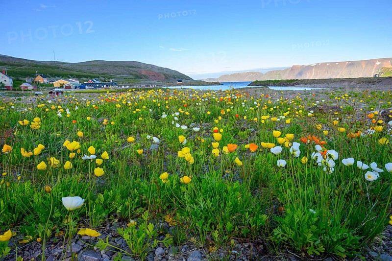 Vibrant flower field with yellow and white arctic poppies (Papaver radicatum) under a clear sky and mountains in the background stretches the Syltefjord, Nordfjord, Båtsfjord, Finnmark, Norway