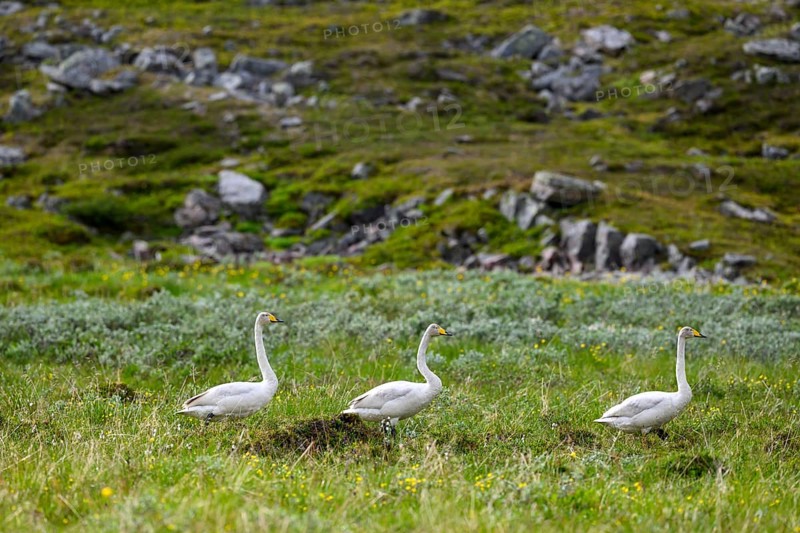 Three whooper swans (Cygnus cygnus) walking through low green vegetation surrounded by tall grasses and natural green scenery, Tana, Finnmark, Norway