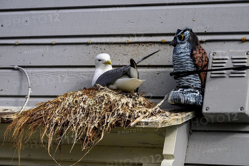Kittiwake (Rissa tridactyla) at a nest on a building next to an artificial owl for bird defence humorous picture, Båtsfjord, Finnmark, Norway