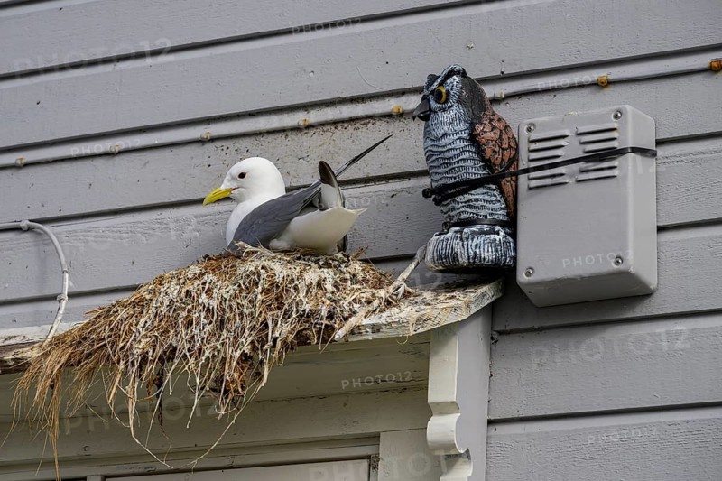 Black-legged kittiwake (Rissa tridactyla) at a nest on a building next to an artificial owl, Båtsfjord, Finnmark, Norway
