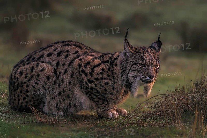 Common Lynx, Iberian Lynx, Lynx pardinus, Castilla La Mancha, Spain