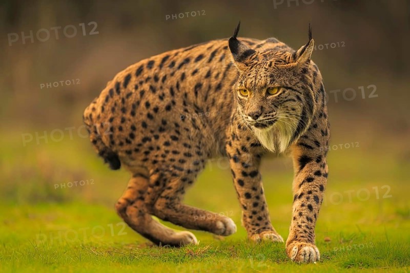 Common Lynx, Iberian Lynx, Lynx pardinus, Castilla La Mancha, Spain