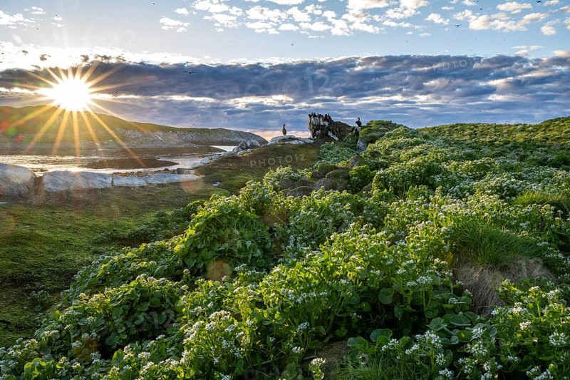 Lush vegetation on Hornoya bird island under a cloudy sky, a group of shags (Phalacrocorax aristotelis) on the horizon in the warm evening light with a spectacular starry sunset midnight sun, Vardø, Finnmark, Norway
