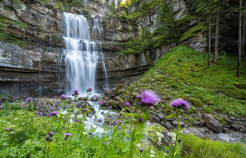 Flowers and Cascata di Mezzo waterfall, long exposure, Vallesinella, Brenta, Trentino, Italy