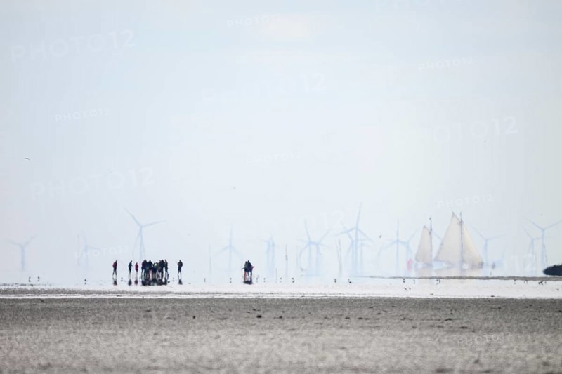 A group of people in the wide Wadden Sea at low tide with wind turbines and sailing ships, Texel Island, North Holland, Netherlands