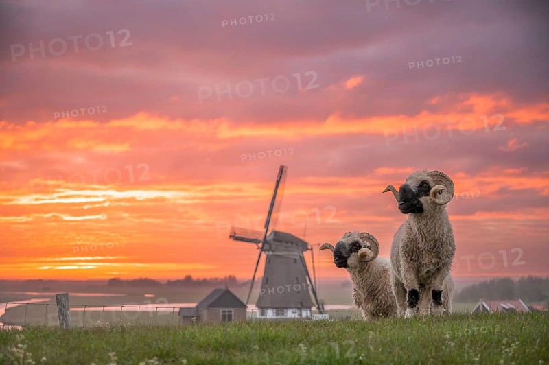 Blacknose sheep standing in front of a windmill at sunset with dramatic sky, De Bol, Texel, Noord Holland, Netherlands