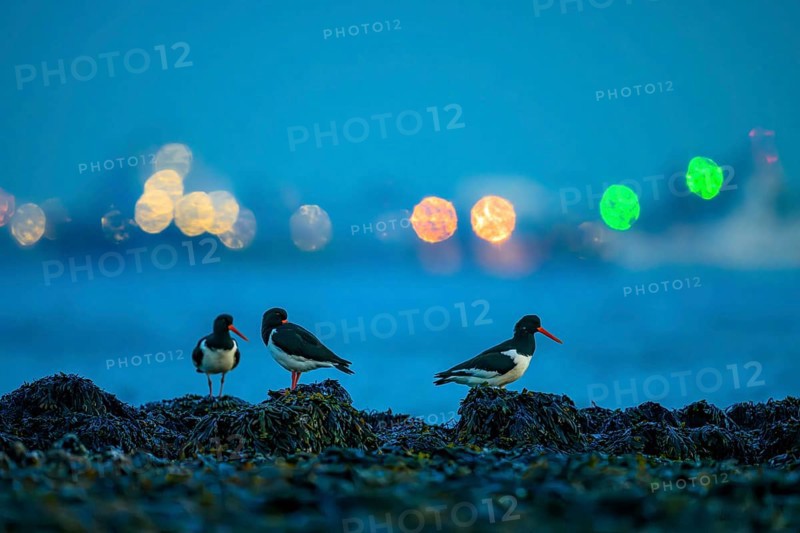 Some oystercatchers (Haematopus ostralegus) in the foreground in front of blurred lights at night in the harbour of den Helder, Texel Island, De Kuil, Den Hoorn, Noord-Holland, Netherlands
