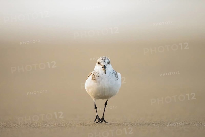 A sanderling (Calidris alba) looking for food on the beach in warm light, Den Hoorn, Noord-Holland, Netherlands