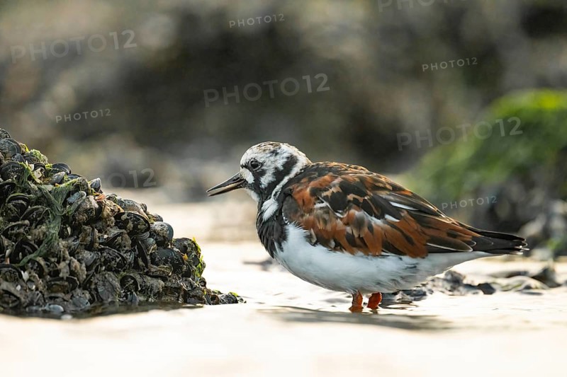 A turnstone turnstone (Arenaria interpres) on the shore, surrounded by shells and algae, in a natural environment, Texel Island, Den Hoorn, Noord-Holland, Netherlands
