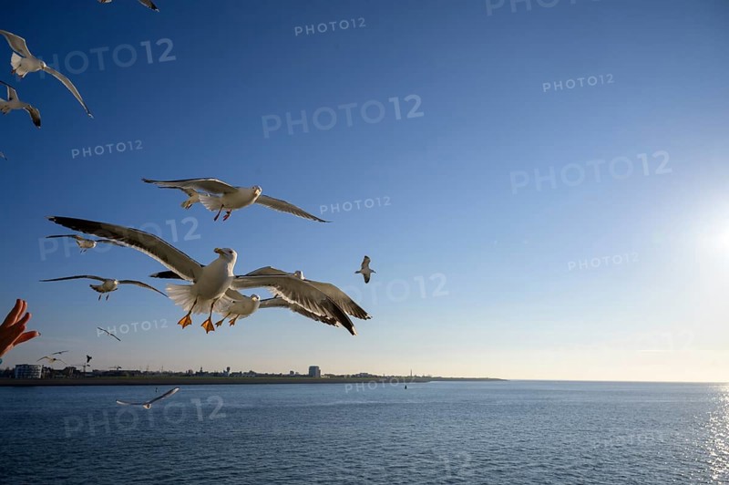 Seagulls fly over the sparkling sea under a sunny blue sky on the TESO ferry to Texel Island, Noord Holland, the Netherlands