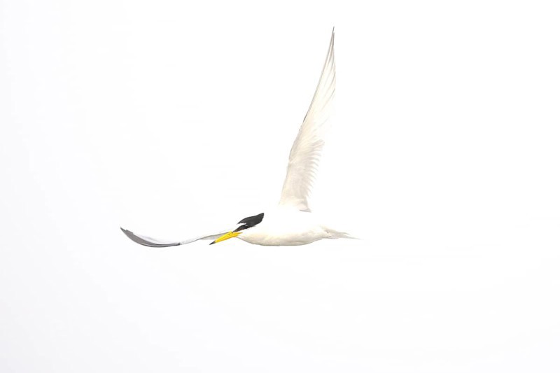 A Little Tern (Sternula albifrons) flying high in the sky, minimalist white background, Texel Island, Noord Holland, Netherlands