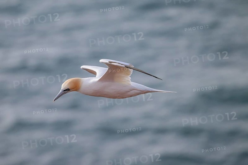A gannet (Sula bassana) flies over the dark sea, Heligoland, Schleswig-Holstein, Germany
