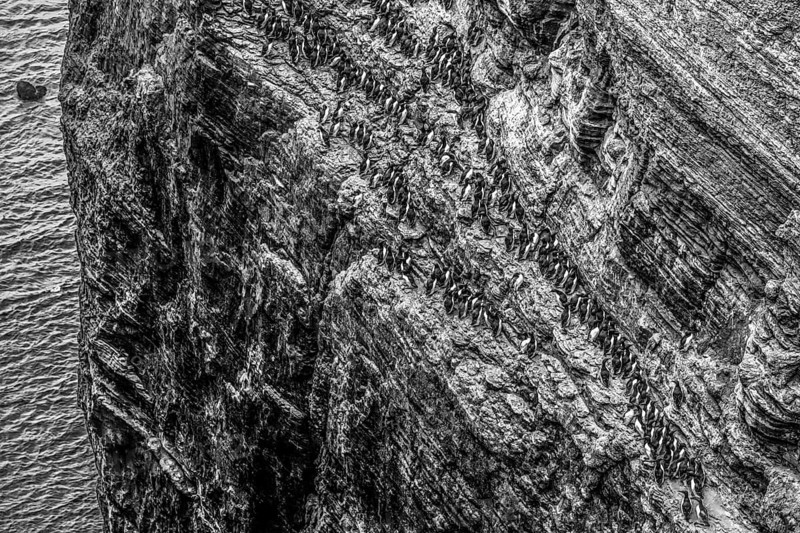 A large group of a densely packed bird colony of guillemots (Uria aalge) sitting on a red sandstone rock cliff in a natural setting on the guillemot cliff of the island of Helgoland, photographed in black and white, Helgoland, Schleswig-Holstein, Germany
