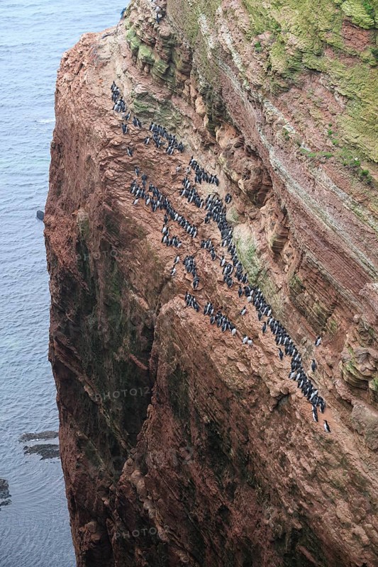 A large group of a densely packed bird colony of guillemots (Uria aalge) sits on a red sandstone rock cliff in a natural setting on the guillemot cliff of Helgoland Island, Helgoland, Schleswig-Holstein, Germany