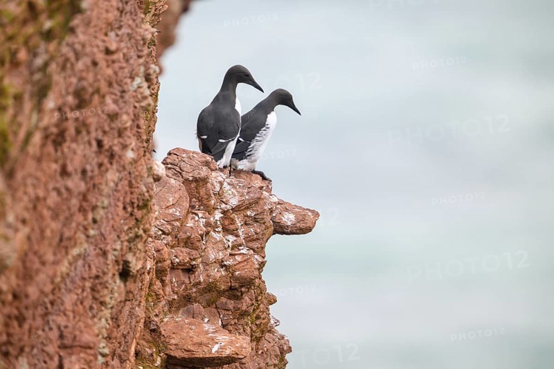 Two guillemots (Uria aalge) sitting on a red sandstone rock cliff in a natural environment at the Lummenfelsen on the island of Heligoland, Heligoland, Schleswig-Holstein, Germany