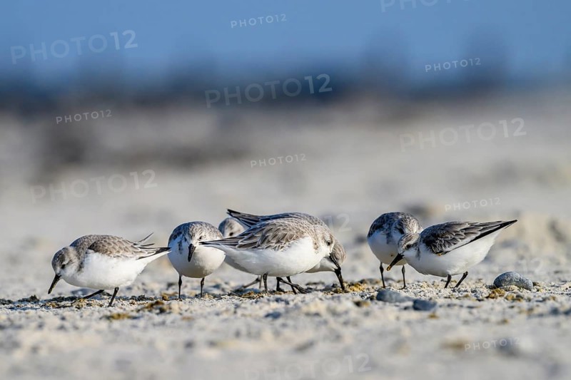 A group of sandpipers (Calidris alba) on a sandy beach looking for food, Heligoland, Schleswig-Holstein, Germany