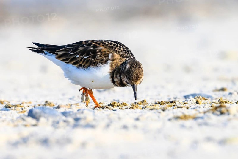 A turnstone (Arenaria interpres) searches for food in the sand on a sunny day, Heligoland, Schleswig-Holstein, Germany