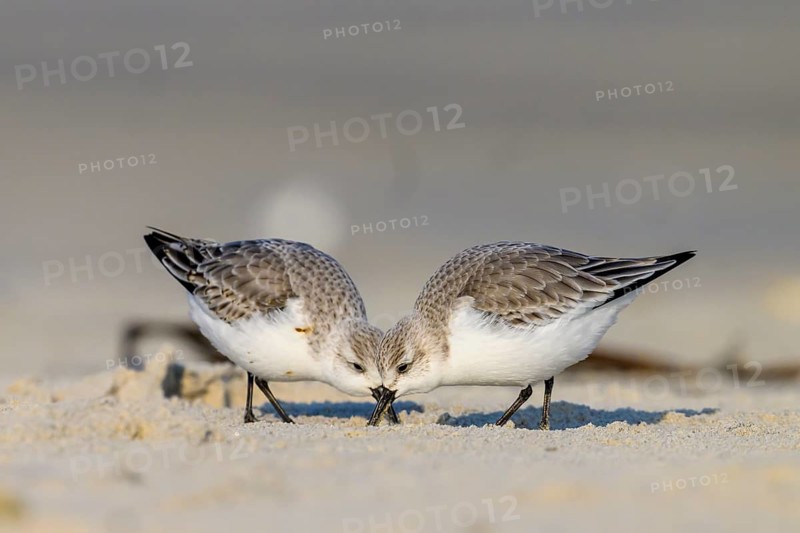 Close-up of two sandpipers (Calidris alba) searching for food on a sandy beach, Heligoland, Schleswig-Holstein, Germany