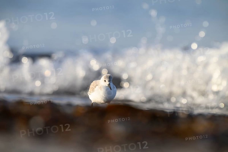Sanderling (Calidris alba) stands on the beach near breaking waves, the sunlight glistens on the water, the atmosphere is calm and peaceful, Heligoland, Schleswig-Holstein, Germany