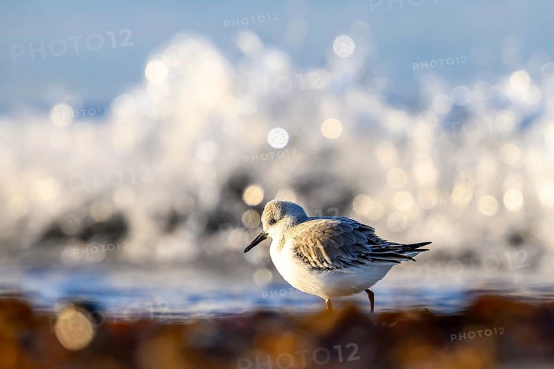 Sanderling (Calidris alba) on a sandy beach looking for food among mussels, seaweed and other debris washed up in front of glittering waves breaking in the sunlight Spray, Heligoland, Schleswig-Holstein, Germany