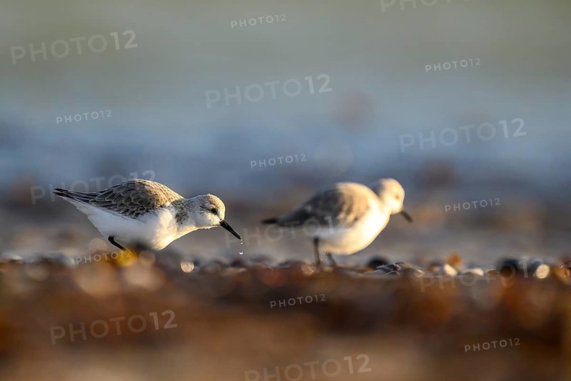 Two sanderlings (Calidris alba) on a sandy beach looking for food among shells, Heligoland, Schleswig-Holstein, Germany