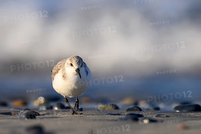 Sanderling (Calidris alba) on a sandy beach looking for food among shells, frontal view close-up, Heligoland, Schleswig-Holstein, Germany
