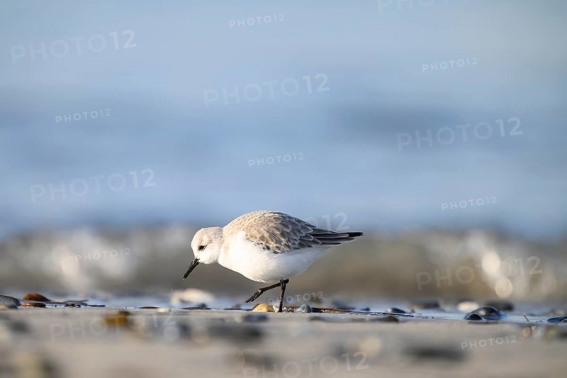Sanderling (Calidris alba) on a sandy beach looking for food among shells in the morning sun, Heligoland, Schleswig-Holstein, Germany