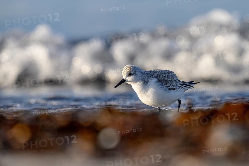 Sanderling (Calidris alba) on a sandy beach looking for food among mussels, seaweed and other debris washed up in front of glittering waves breaking in the sunlight, Heligoland, Schleswig-Holstein, Germany