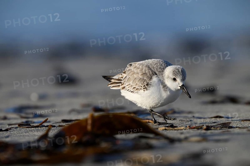 Sanderling (Calidris alba) on a sandy beach looking for food among mussels, seaweed and other washed-up debris, Heligoland, Schleswig-Holstein, Germany