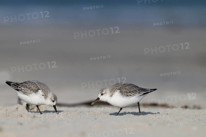 Two Sanderlings (Calidris alba) on a sandy beach looking for food, Heligoland, Schleswig-Holstein, Germany
