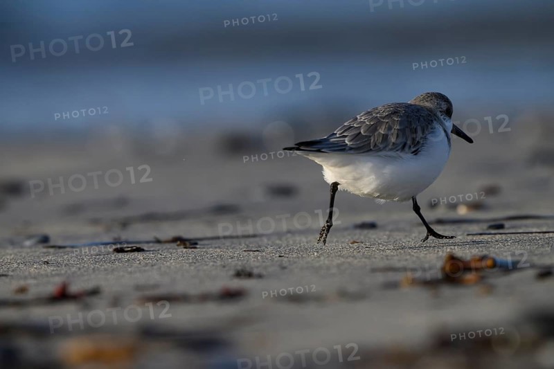 Sanderling (Calidris alba) on a sandy beach running out of the picture between shells, Heligoland, Schleswig-Holstein, Germany