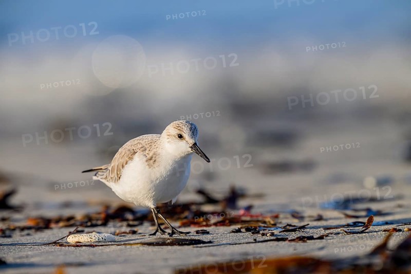 Close-up of a Sanderling (Calidris alba) on a sandy beach looking for food among mussels, Heligoland, Schleswig-Holstein, Germany