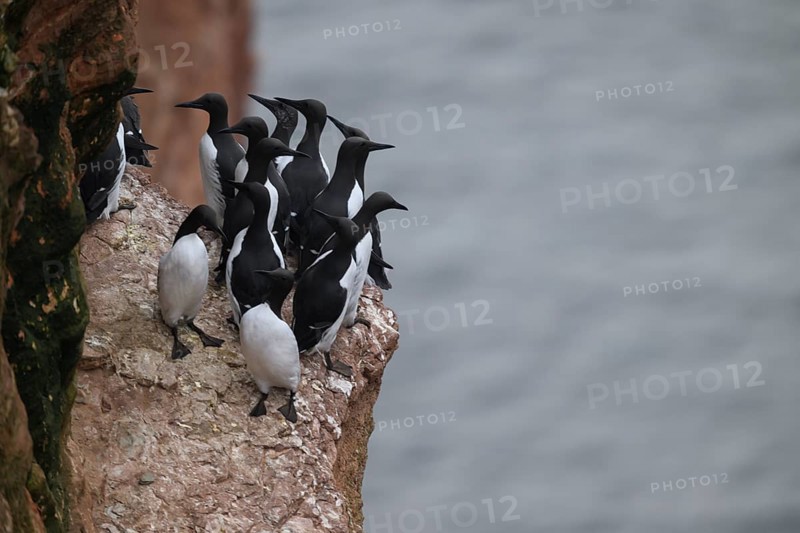 A small group of guillemots (Uria aalge) sitting on a red sandstone rock cliff in a natural environment at the Lummenfelsen of Helgoland Island, Helgoland, Schleswig-Holstein, Germany