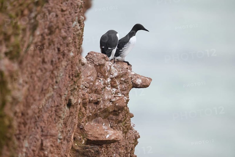 Two guillemots (Uria aalge) sitting on a red sandstone rock cliff one looking out to sea in a natural setting on the guillemot rock of the island of Heligoland, Heligoland, Schleswig-Holstein, Germany
