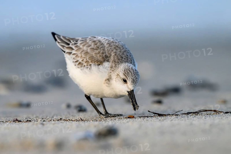 Mclose-up view of a sandpiper (Calidris alba) on a sandy beach looking for food among mussels, seaweed and other washed-up debris, Heligoland, Schleswig-Holstein, Germany