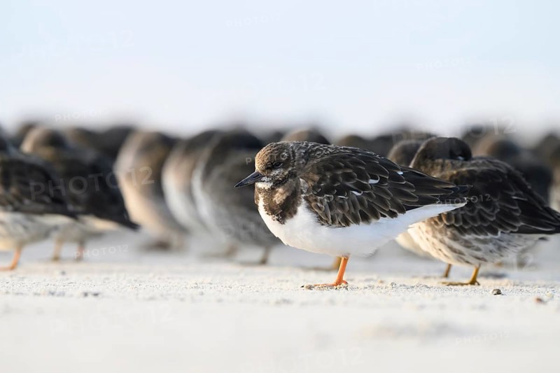 Turnstone (Arenaria interpres) with orange legs sitting on the beach, background blurred sandpiper (Calidris maritima), Heligoland, Schleswig-Holstein, Germany