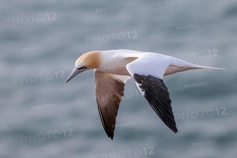 A gannet (Sula bassana) flies over the dark sea, elegant, conveys freedom, Heligoland, Schleswig-Holstein, Germany