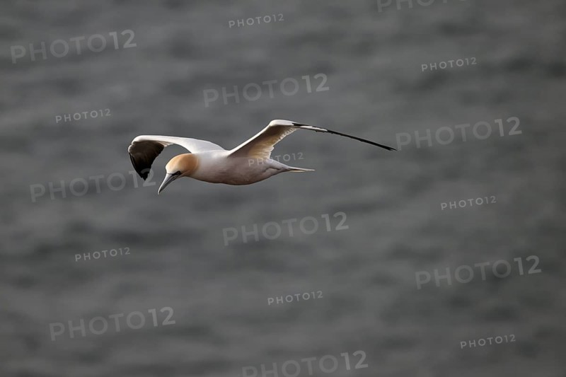 A gannet (Sula bassana) flies over the dark sea, Heligoland, Schleswig-Holstein, Germany