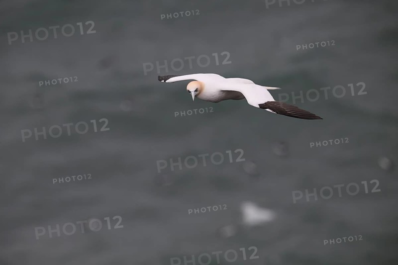 Heligoland, Schleswig-Holstein, Germany, A seagull flies over the sea, its wings extended wide, a lonely bird flies across the vast sea under a grey sky