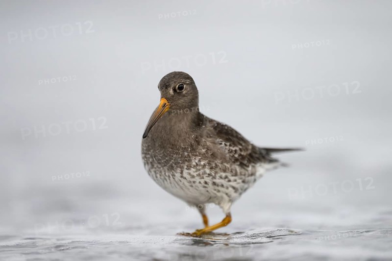 Close-up of a sandpiper (Calidris maritima) standing in shallow water, surrounded by hectic wave foam, Helgoland, Schleswig-Holstein, Germany
