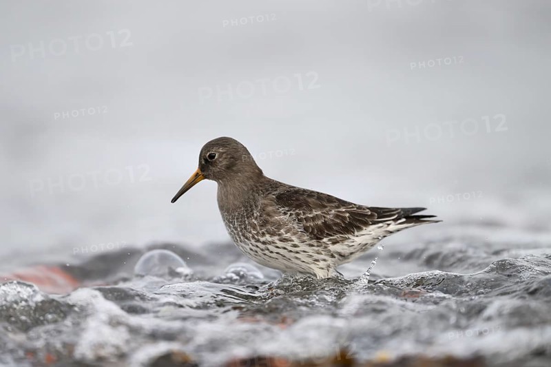 EWin Purple Sandpiper (Calidris maritima) standing in shallow water, surrounded by hectic wave foam, Helgoland, Schleswig-Holstein, Germany