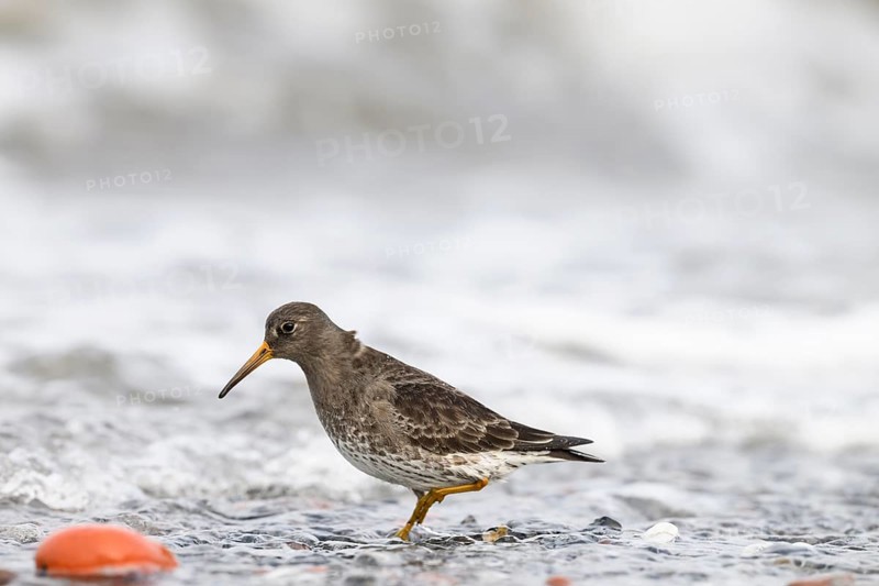 A common sandpiper (Calidris maritima) stands in shallow water surrounded by hectic wave foam, Helgoland, Schleswig-Holstein, Germany