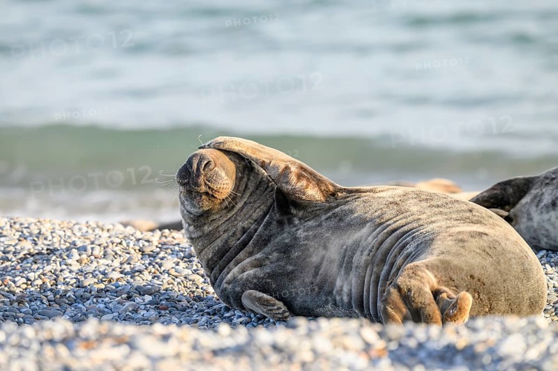 A grey seal (Halichoerus grypus) lies relaxed on the beach with the background of sand and sea It takes a humorous pose and puts a fin on its head, Heligoland, Schleswig-Holstein, Germany